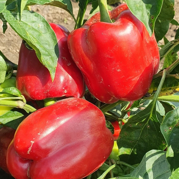 Касандра F1 / Kasandra F1 фото 1