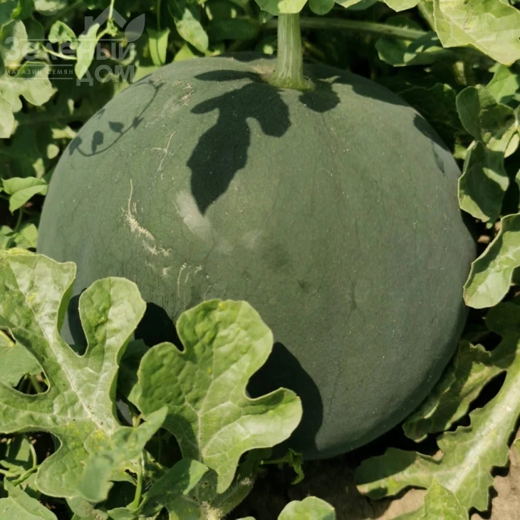 Блэки (INX 1748) F1 / Blacky (INX 1748) F1,62-63 дня фото 1