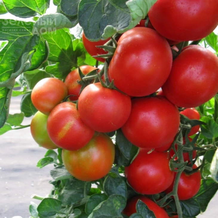 Педро F1 / Pedro F1 фото 2