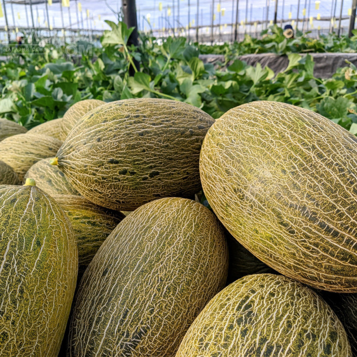 Граціано F1 / Hratsiano F1, 75-85 днів фото 1