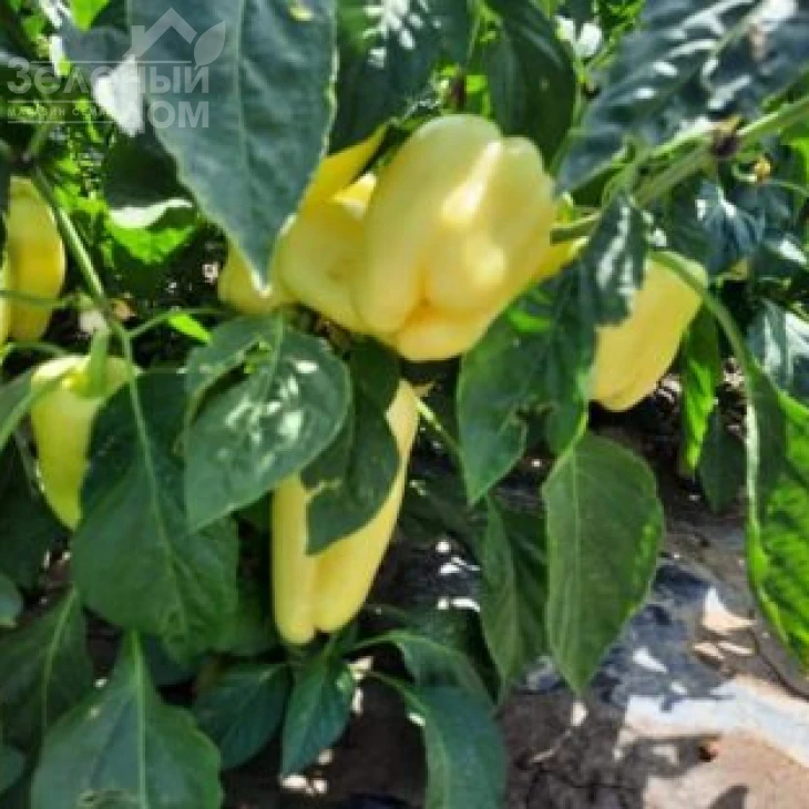 Айпон F1 / Ipon F1,60-65 дней фото 2