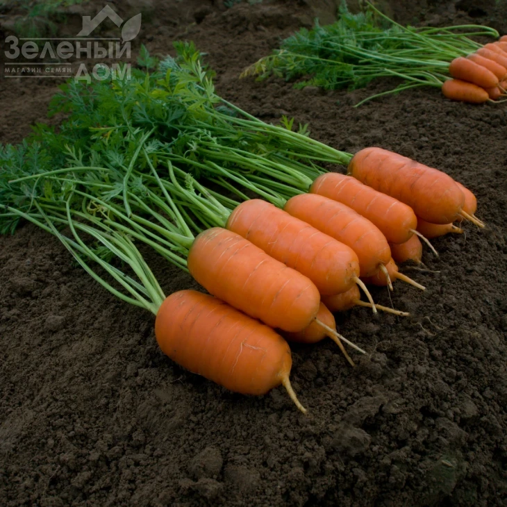 Арон F1 / Aron F1,75-80 дней фото 1