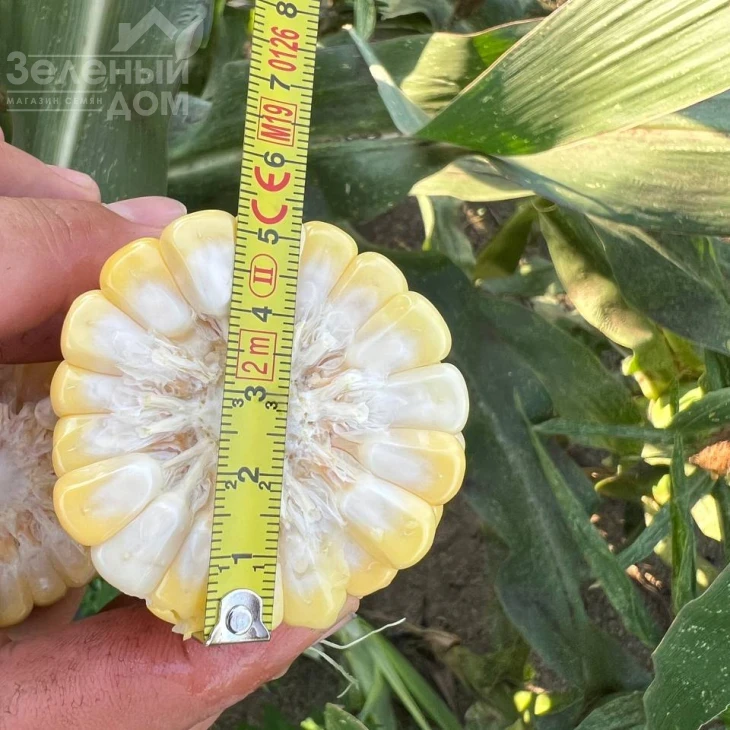 Рози F1 / Rozi F1, 73-74 дня фото 4