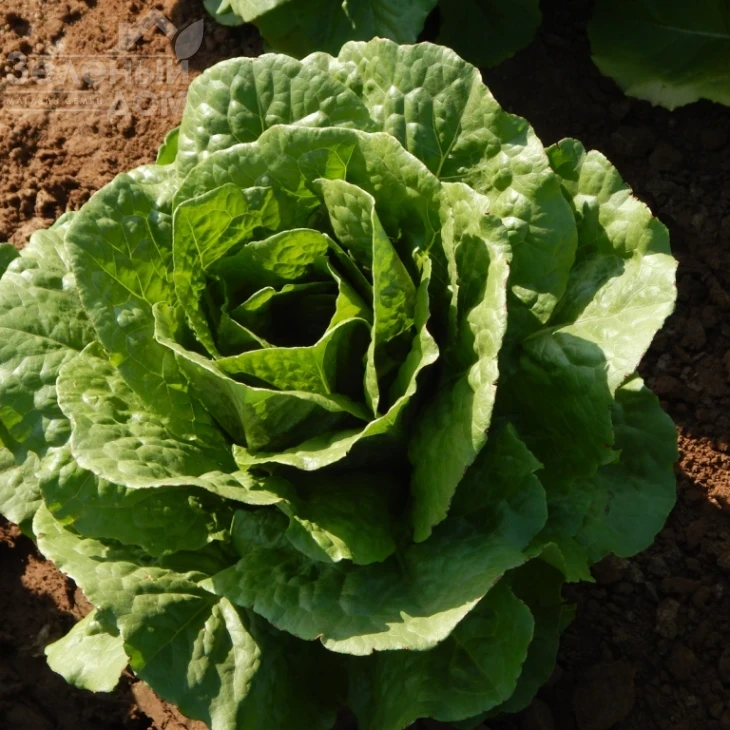 Мезкют / Mezquit фото 1