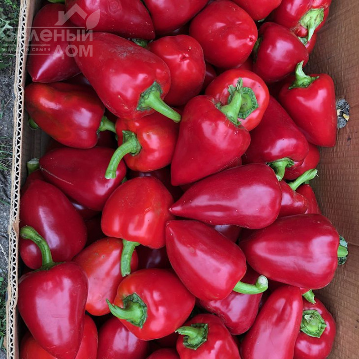 Комбат F1 / Combat F1,60 днів фото 2