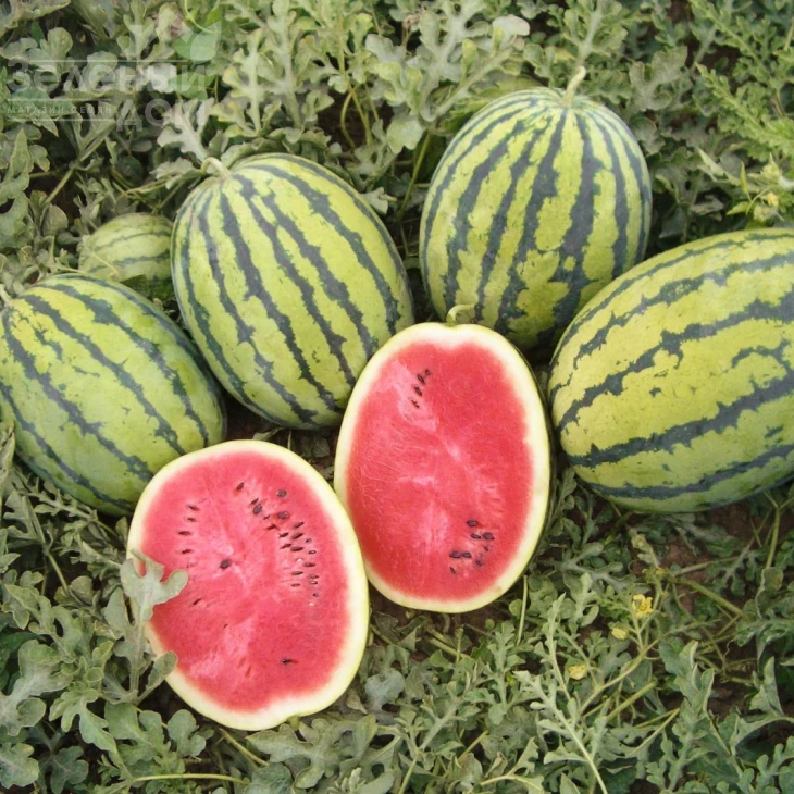 Бедуин F1 / Bedouin F1,80 дней фото 1