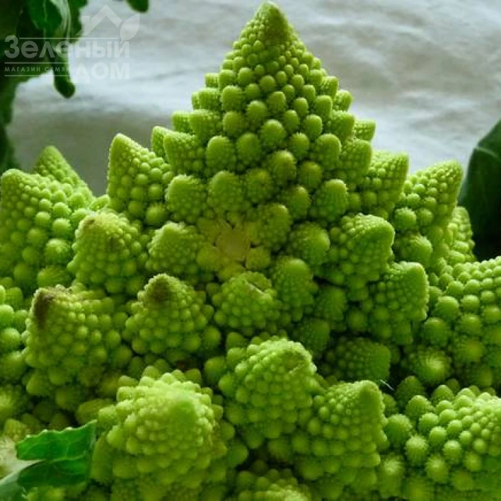 Джитано F1 / Gitano F1,90-95 дней фото 2