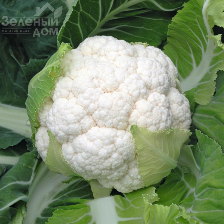 Скайвокер F1 / Skywalker F1,90 днів фото 1