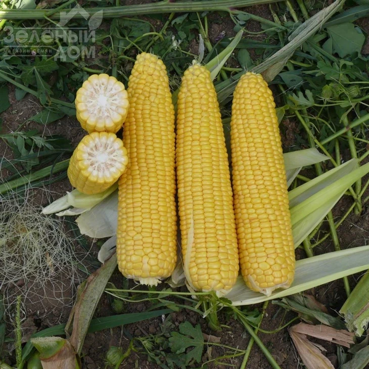 Добрыня F1 / Dobrynja F1,70 дней фото 1