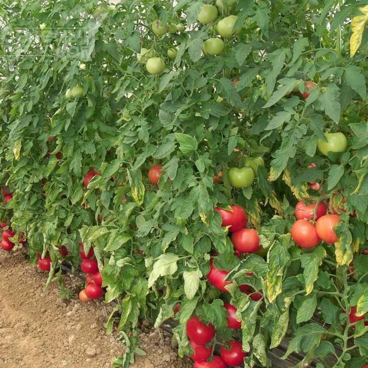 Пинк Мун F1 / Pink Moon F1 фото 3