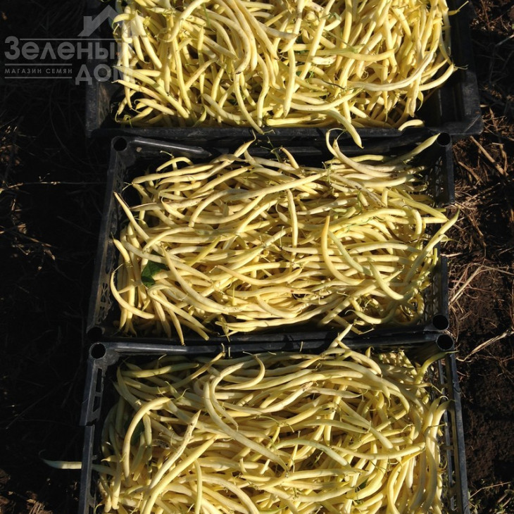 Фруідор / Fruidor фото 3