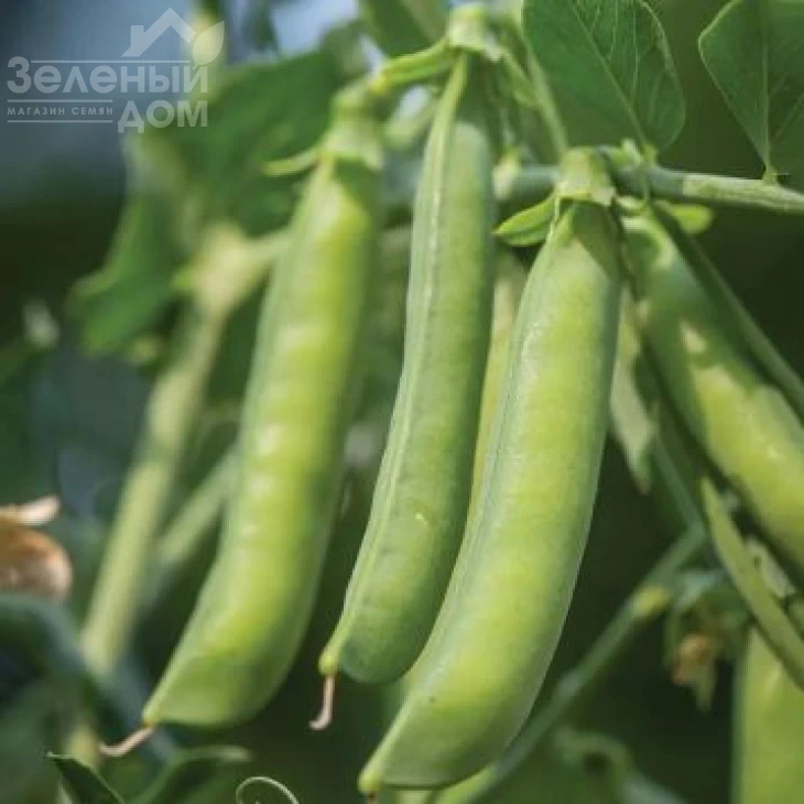 Шугар Флеш / Sugar Flesh,70 дней  фото 1