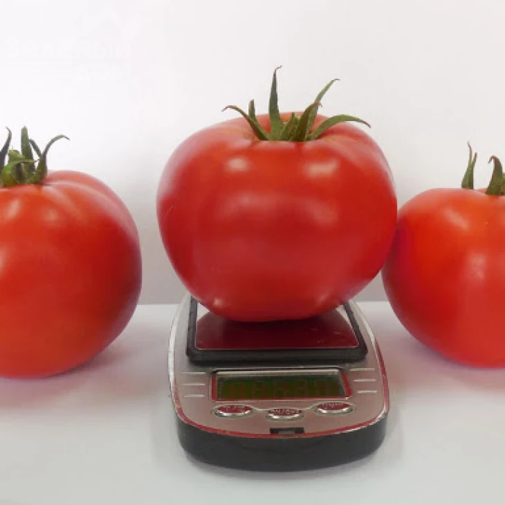 Акела F1 / Akela F1,60-65 дней фото 1