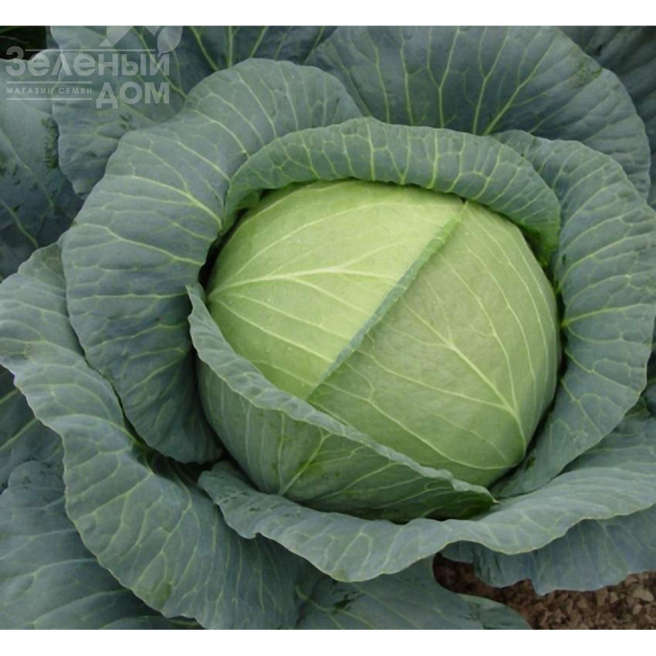 Роял Вантаж F1 / Royal Vantage F1, 85-90 днів фото 1