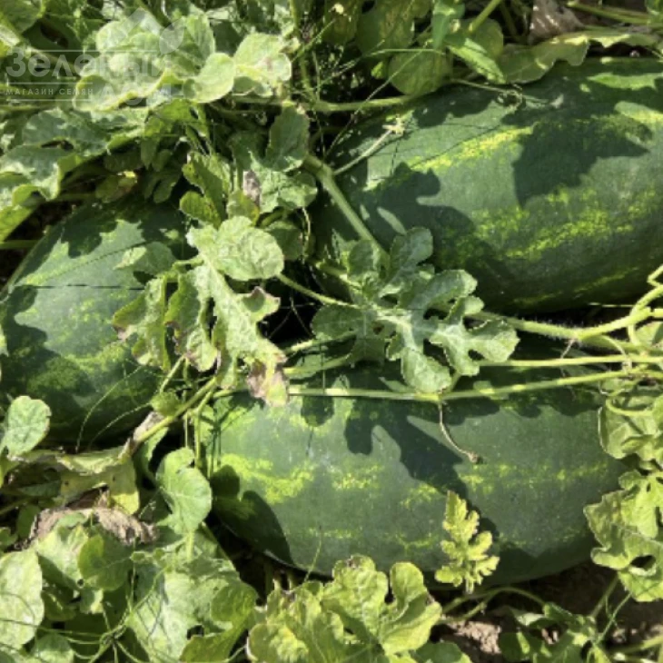 Эксплорер F1 / Eksplorer F1  фото 4