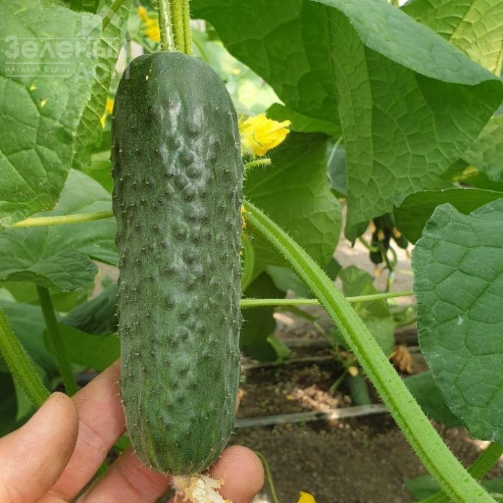 Анвар F1 / Anvar F1, 35-40 дней фото 1