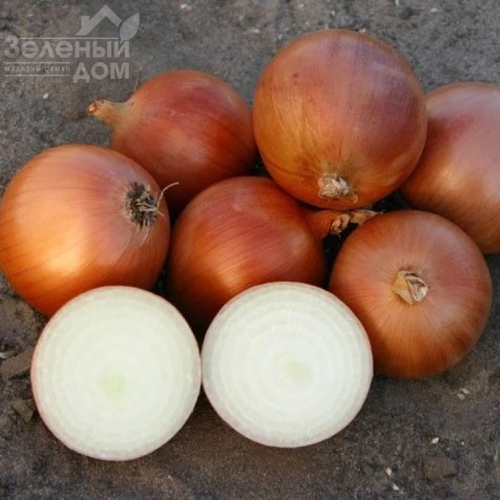 Пандеро F1 / Pandero F1,115-120 дней фото 1