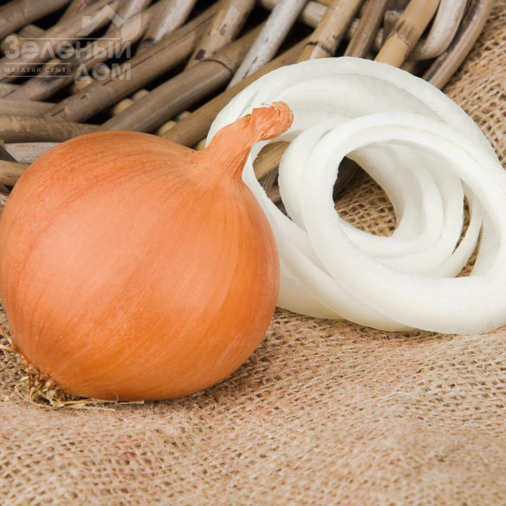 Манас F1 / Manas F1,110-115 днів фото 1