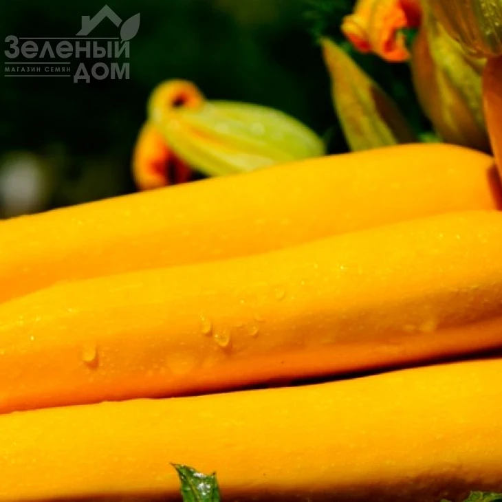 Санлайт F1 / Sunlight F1,40-45 дней фото 1