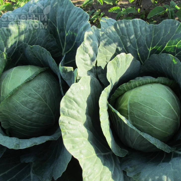 Аванте F1 / Avante F1,75-80 дней фото 1