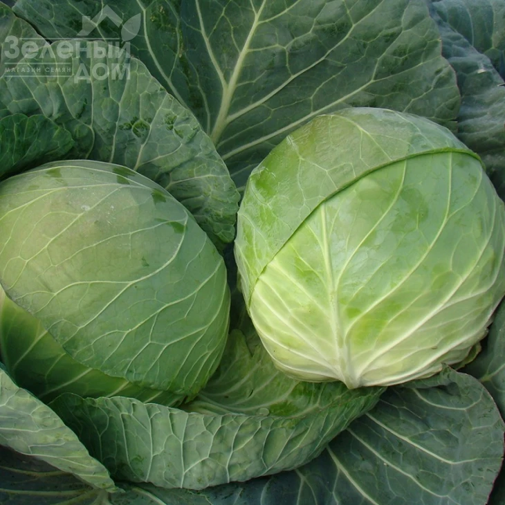 Браво F1 / Bravo F1,90-100 дней фото 2