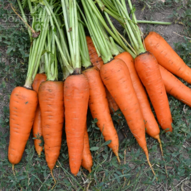 Ред Коред / Red Kored,100-105 дней фото 4