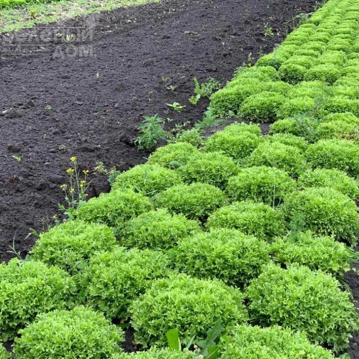 Бенефайн / Benefine,60-70 дней фото 5