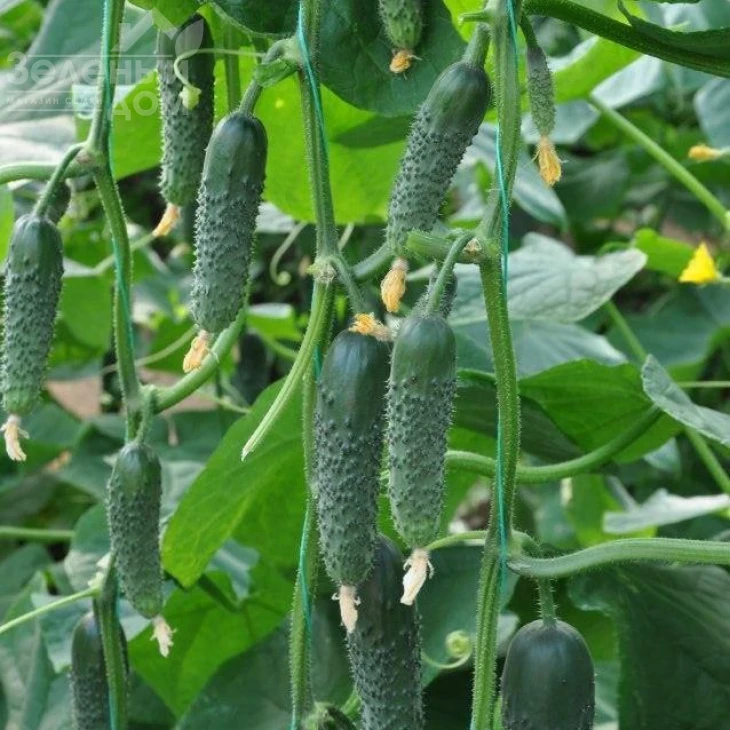 Каприкорн F1 / Kaprikorn F1,32-35 дней фото 1