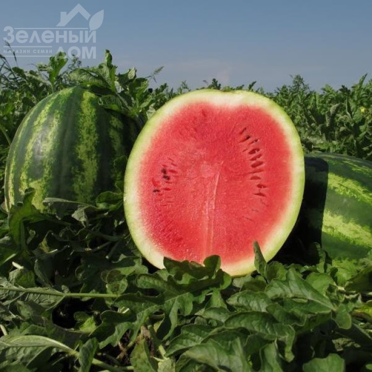 Монтана F1 / Montana F1,68-72 дні фото 1