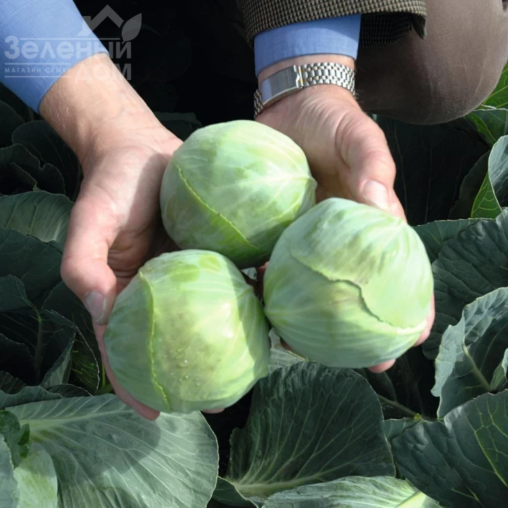 Риэкшен F1 / Reaction F1,118-120 дней фото 3