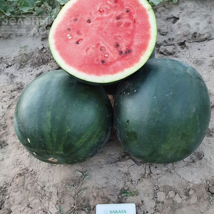 Фаєр Бол F1 / Fire Ball F1, 55-50 днів фото 3