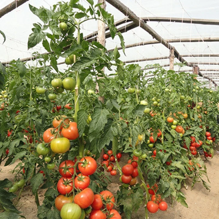 Канна 218 F1 / Kanna 218 F1,95-100 дней фото 2