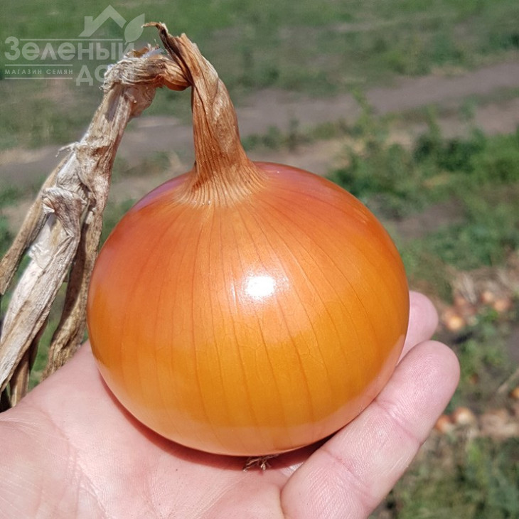 КС 765 F1 / KS 765 F1,120-125 днів фото 1