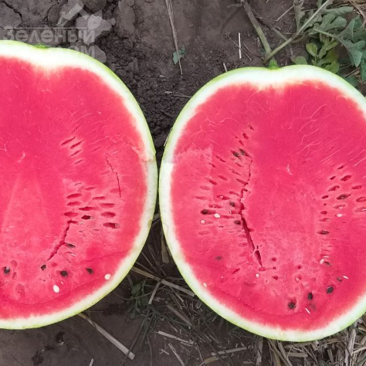 Бомбейро F1 / Bombeiro F1 фото 3