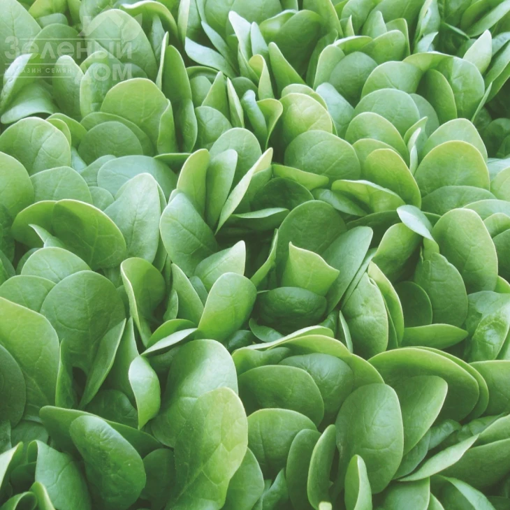 Корвер F1 / Korver F1,55-60 дней фото 1