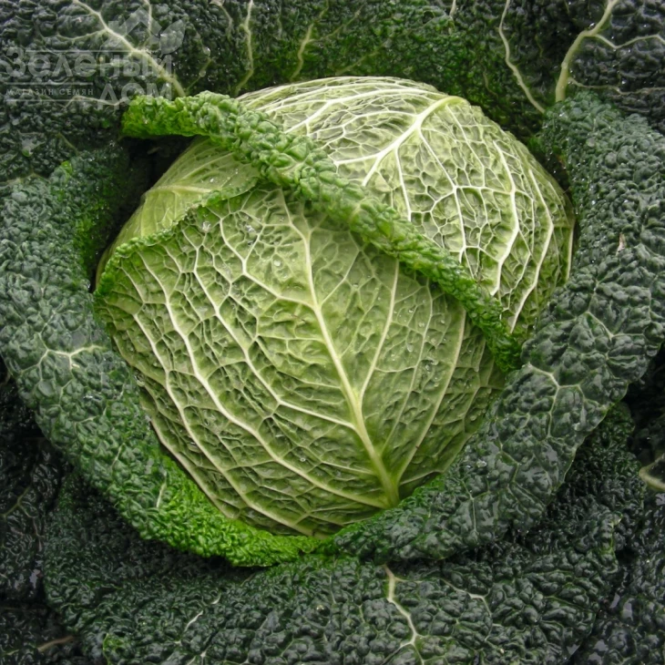 Вироса F1 / Wirosa F1,137 дней фото 1