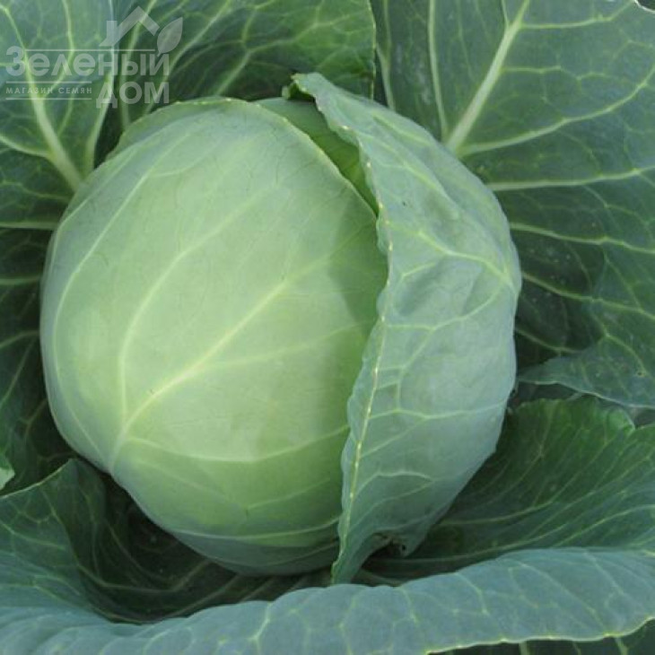 Мавунор F1 / Mavunor F1,80-85 днів фото 1