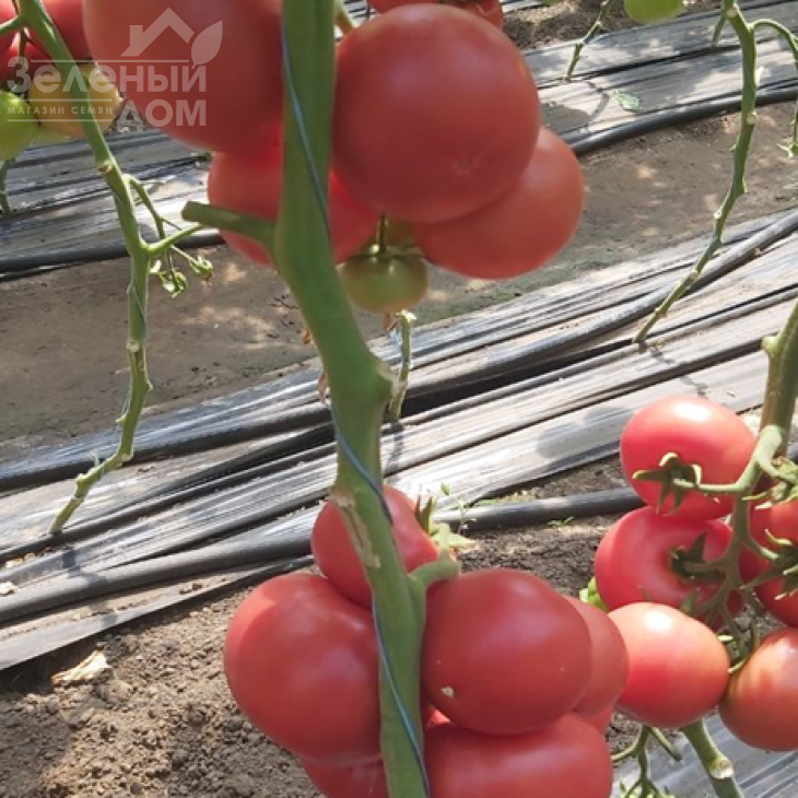 Ланканг F1 / Lankanh F1 фото 2