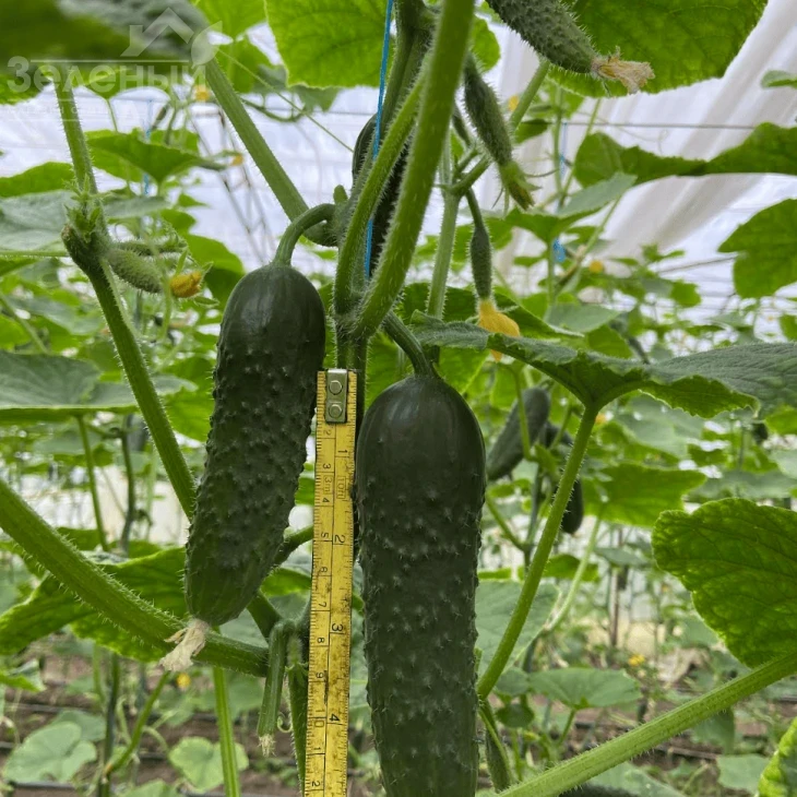 Америго F1 / Amerigo F1, 48-50 дней фото 5