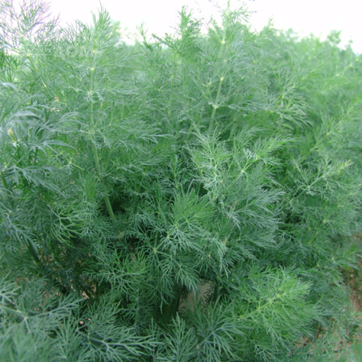 Мораван / Moravan фото 1