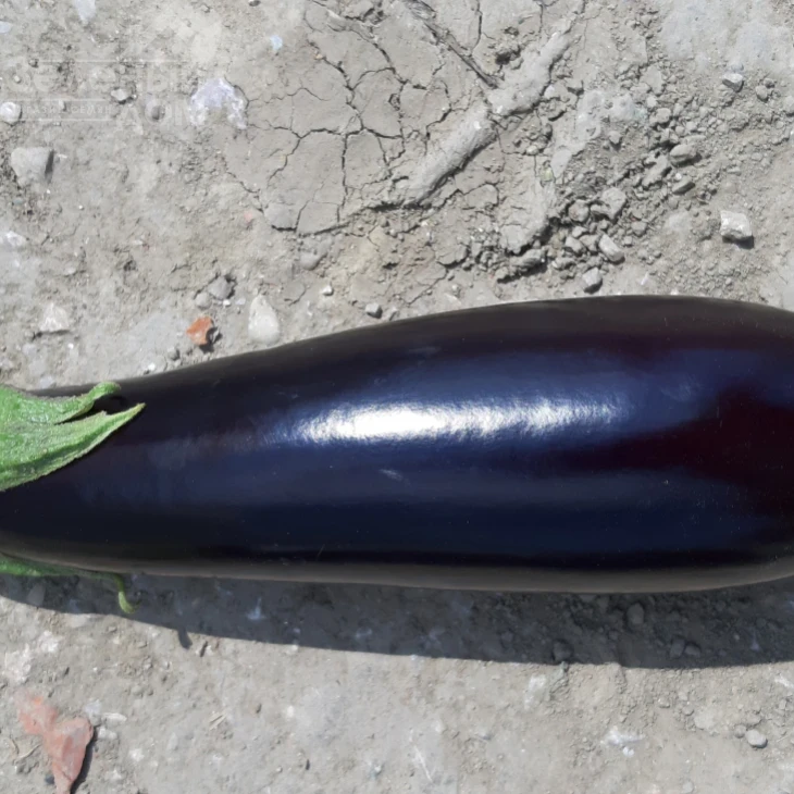 Эльдорадо F1 / Eldorado F1, 60-65 дней фото 3