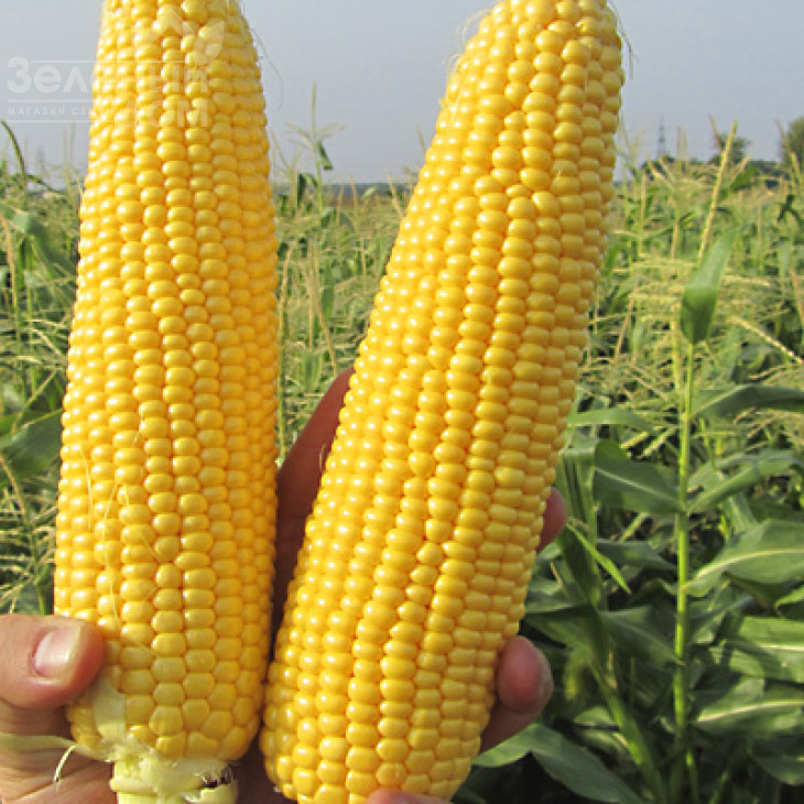 ГСС 8529 F1 / GSS8529 F1,80 днів фото 1