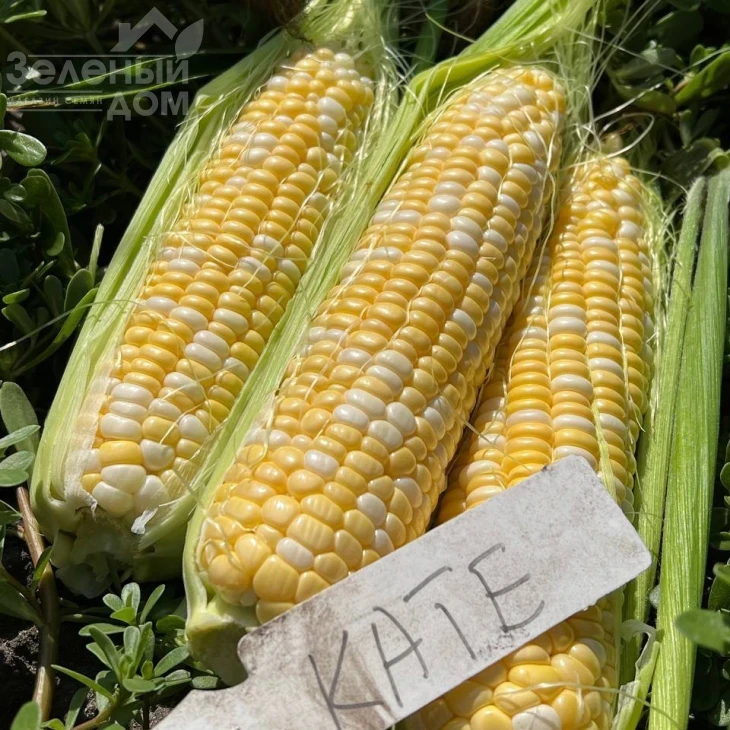 Кейт F1 / Kate F1, 76-77 дней фото 4