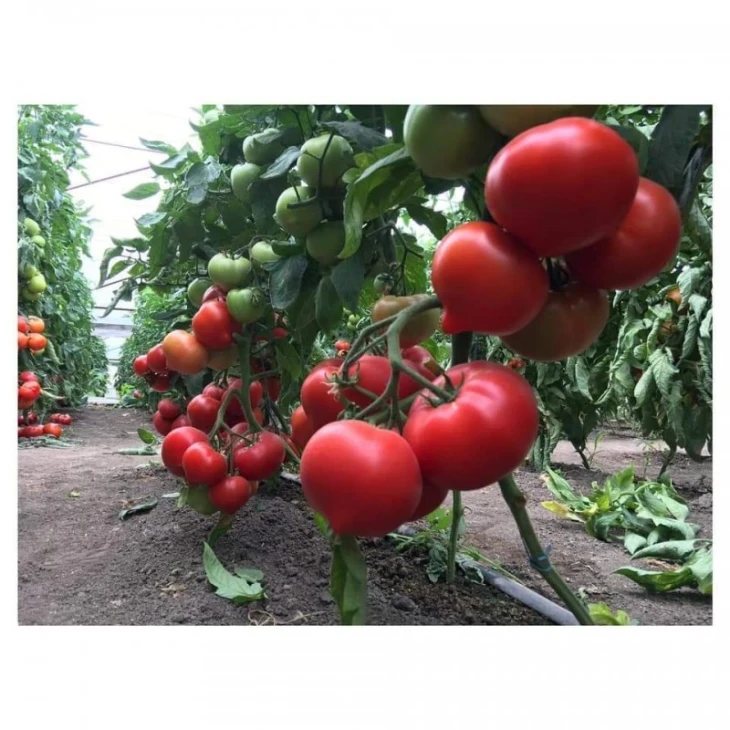 Саймон F1 / Saimon F1 фото 2