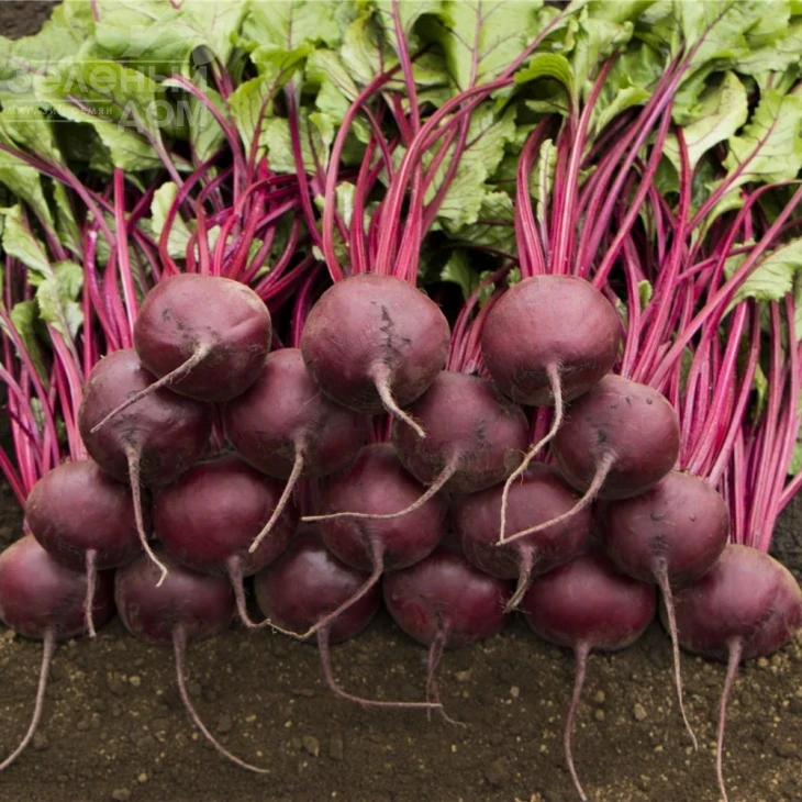 Маноло F1 / Manolo F1,110-115 дней фото 2