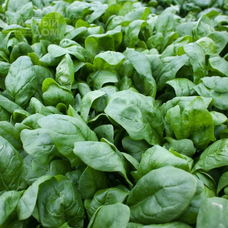 Боа F1 / Boa F1 фото 2