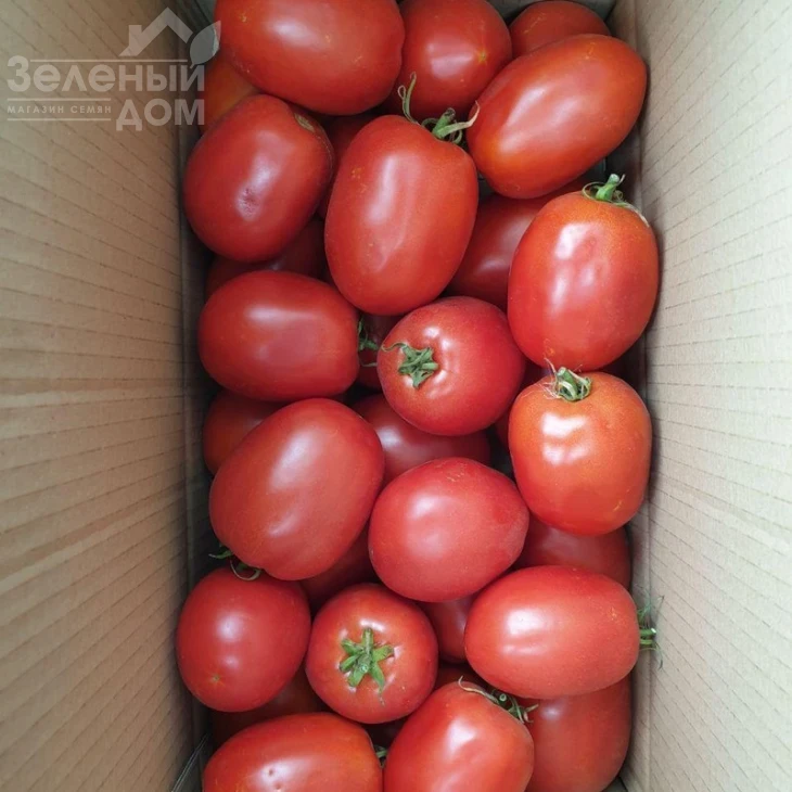 Кафа F1 / Kafa F1,70-75 дней фото 5