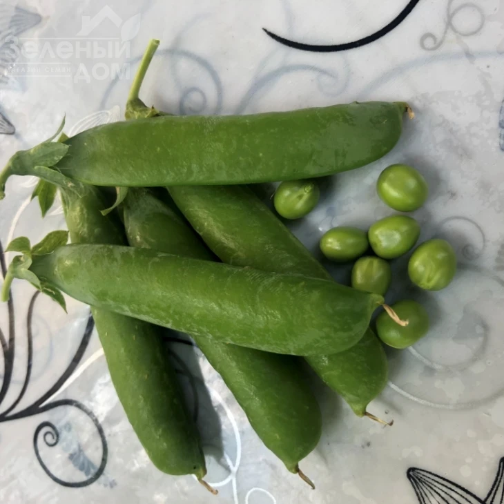 Нельсон / Nelson, 65-70 дней фото 2