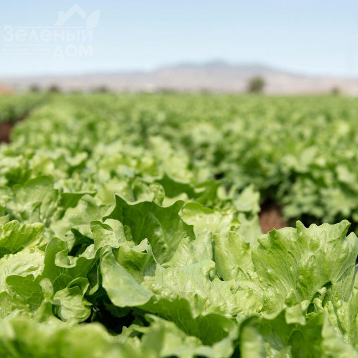 Топачо / Topacio,52-55 днів фото 1