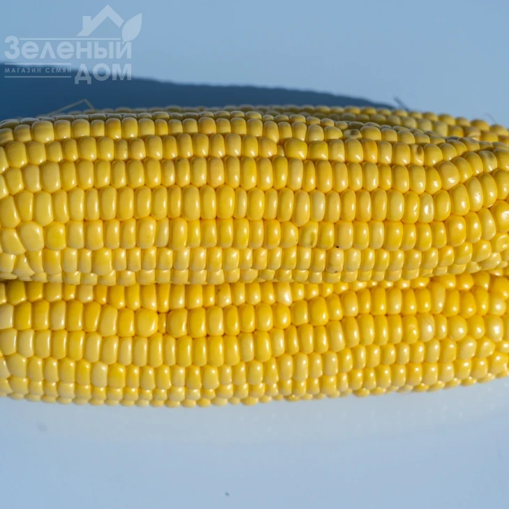 Акцент F1 / Accent F1,81 день фото 3